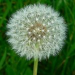 dandelion-seed